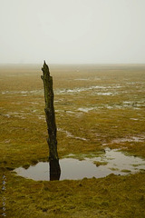 Salt Marsh