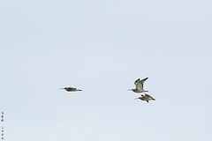 Großer Brachvogel