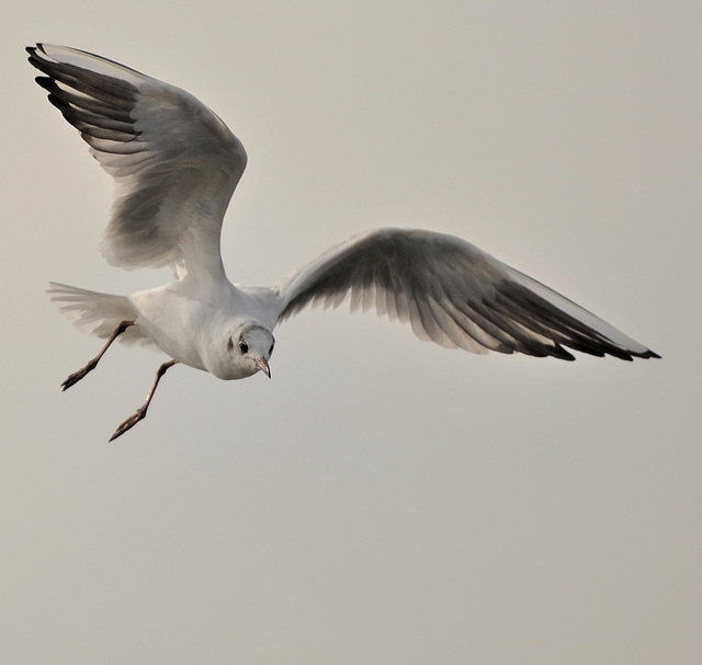 Regard de la mouette...