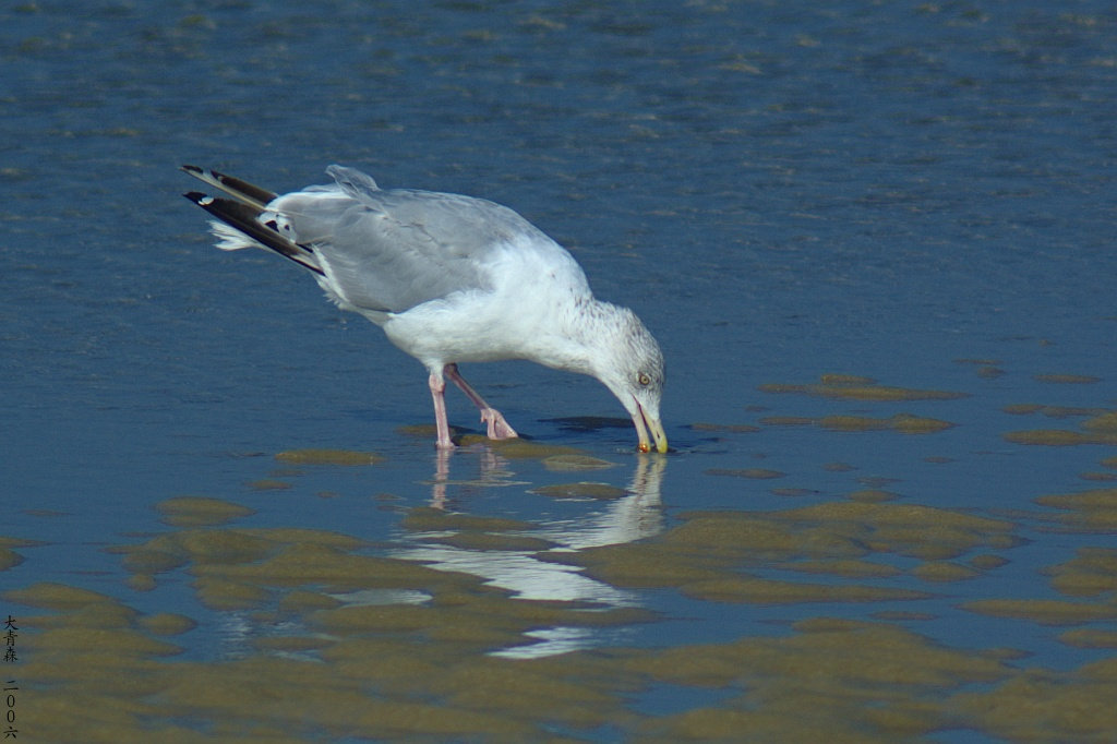 Seagull 2