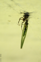 Spider with Lacewing