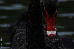 Evil Swan ;)