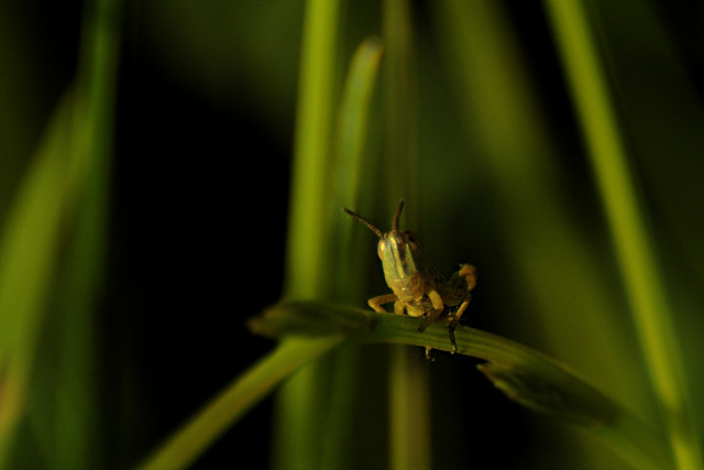 Grashopper