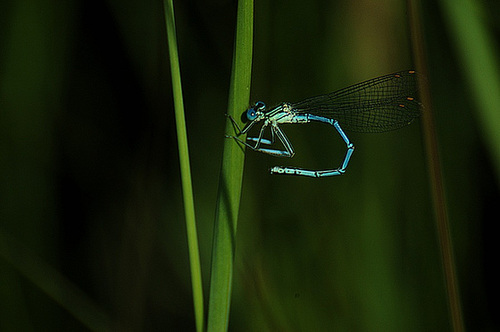 Blue Dragonfly #2