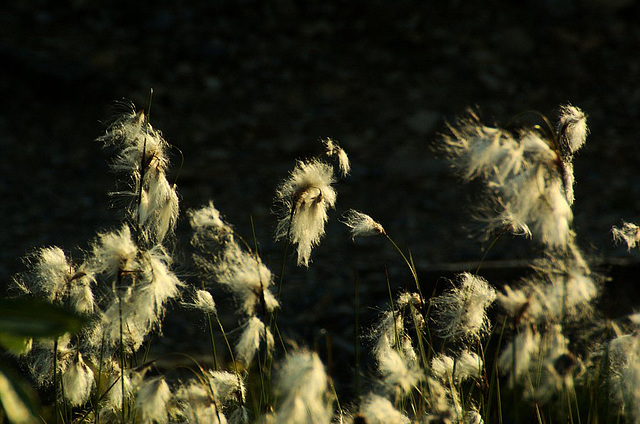 Cotton Grass