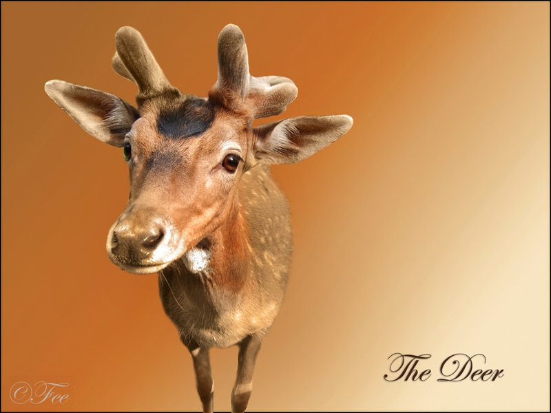 The Deer