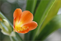 Miss Clivia