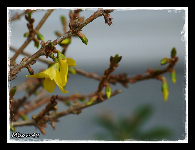 MON JARDIN