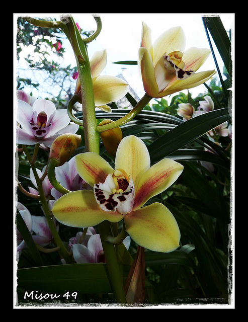 MON JARDIN MON JARDIN