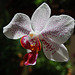 Orchid