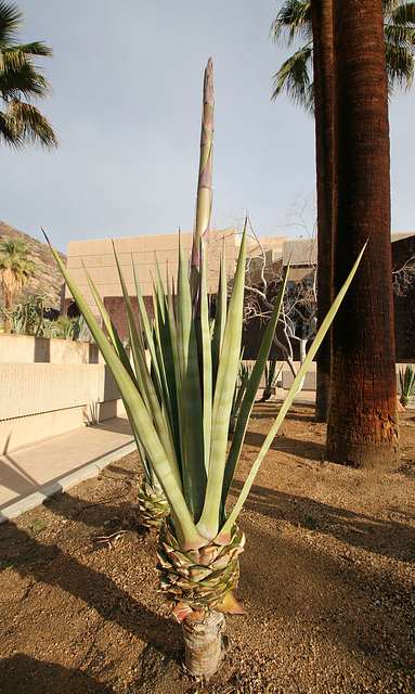 Agave starting to flower (9202)