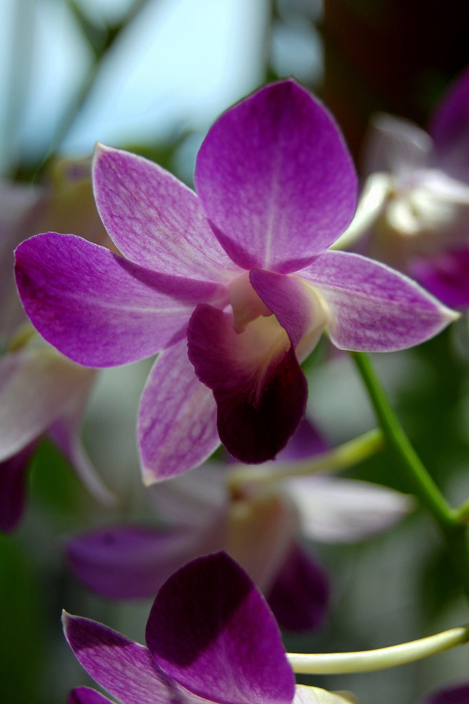 Orchid