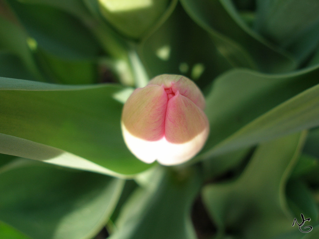 Tulpe