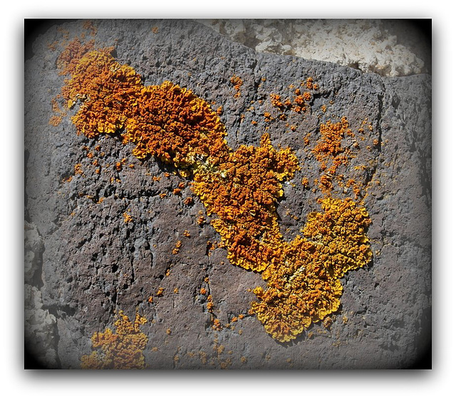 Xanthoria parietina