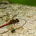 Red Dragonfly