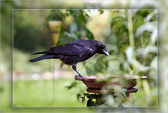 "Breakfast im Feengarten"