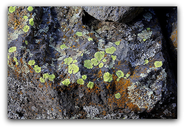 Lichen= Rhizocarpon