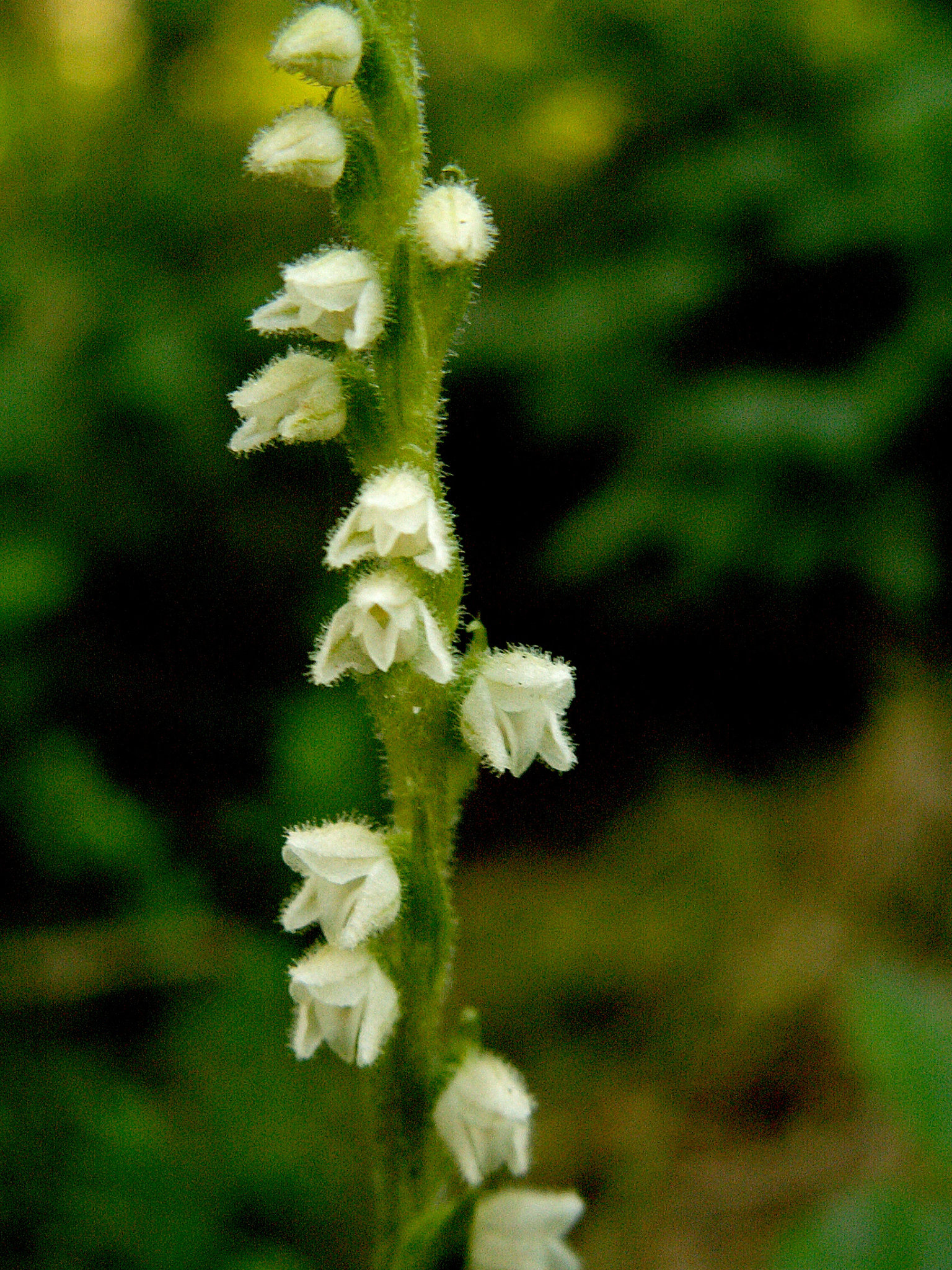 Goodyera repens