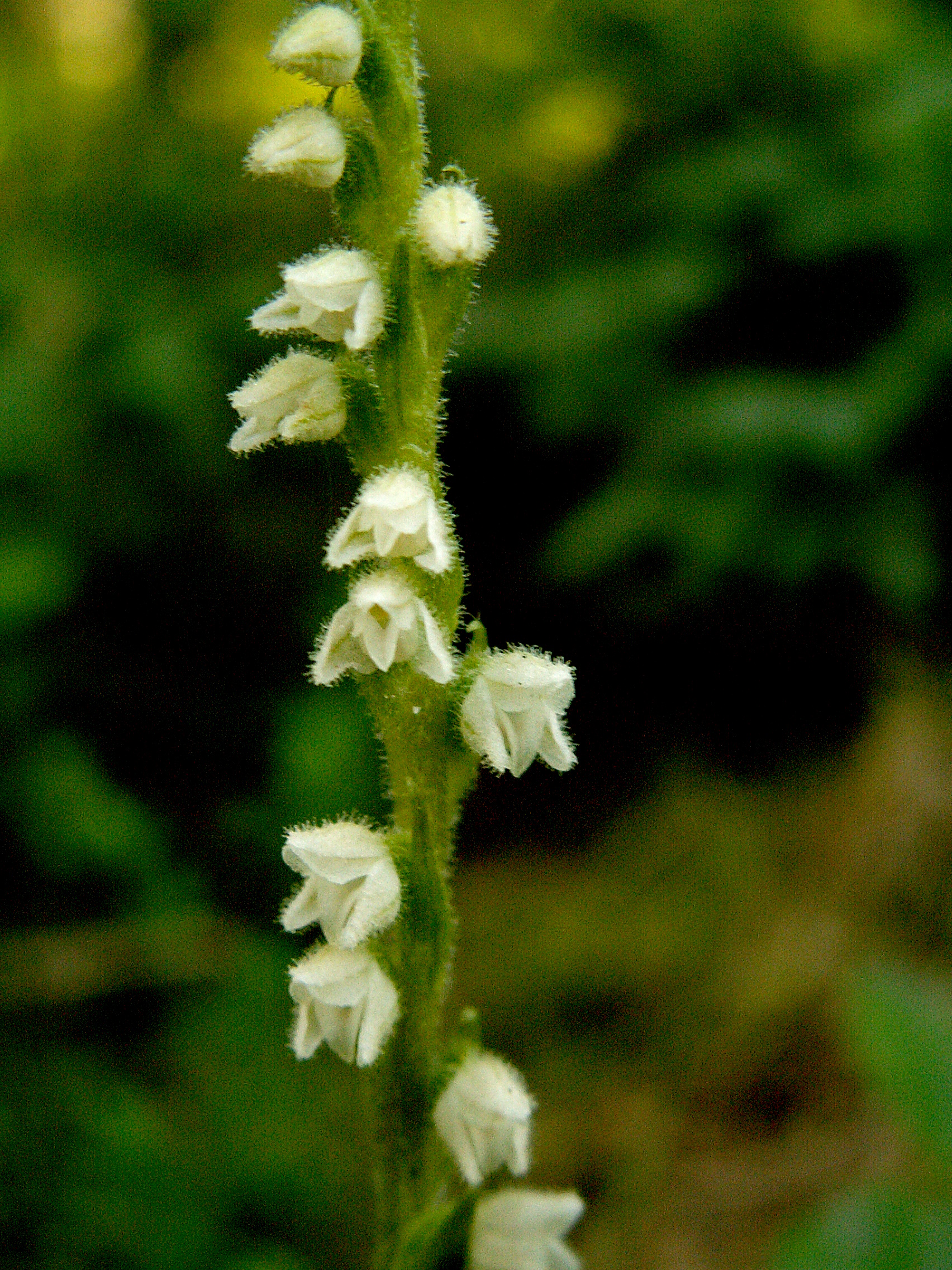 Goodyera repens