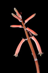 Aloe variegata 2