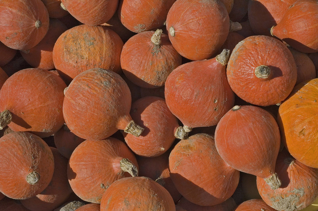 Pumpkin in red