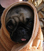 pugs 05