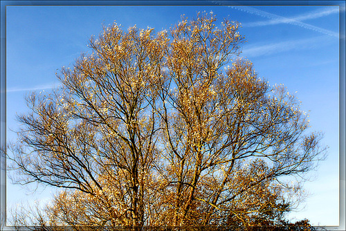 Herbstleuchten