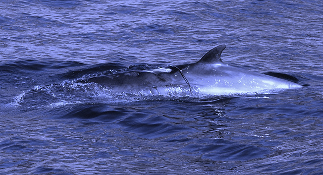 Sea of Sesimbra, juvenile Minke Whale trapped by a fishing net (1)