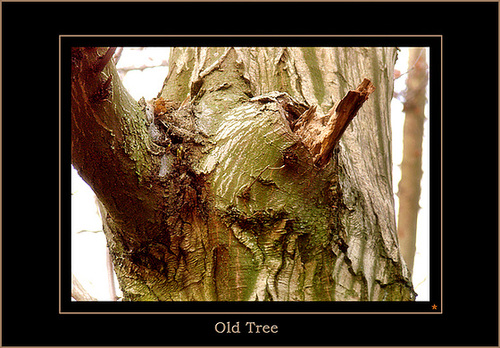 Old Tree