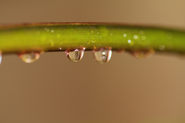 Perles d'eau