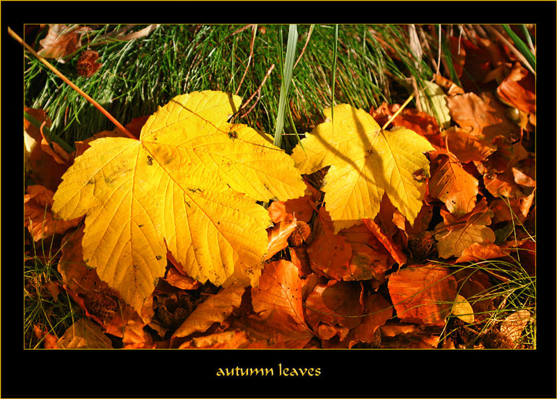 Atumn leaves