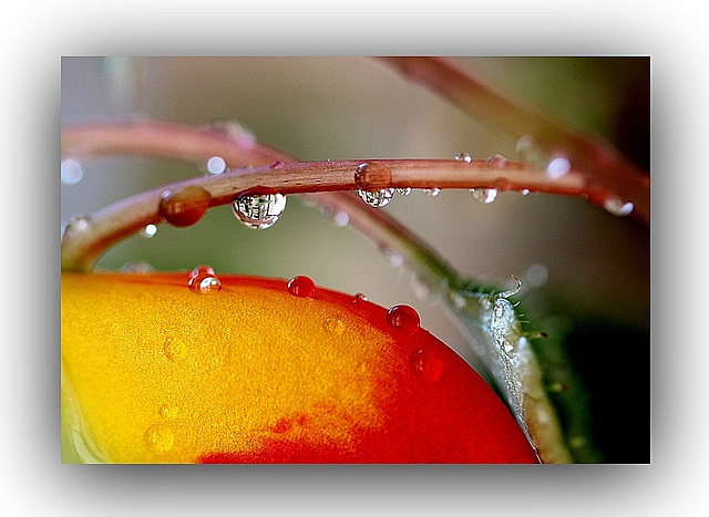 Perles d'eau