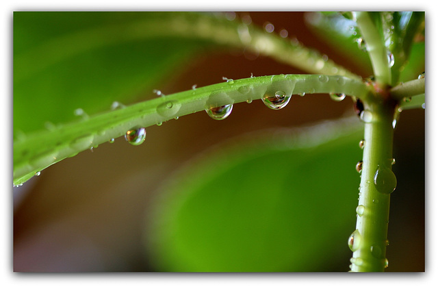 Perles d'eau