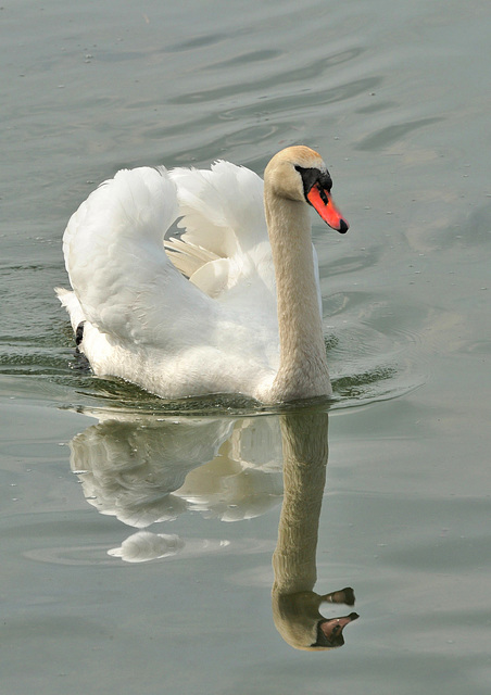 Balade d'un cygne...