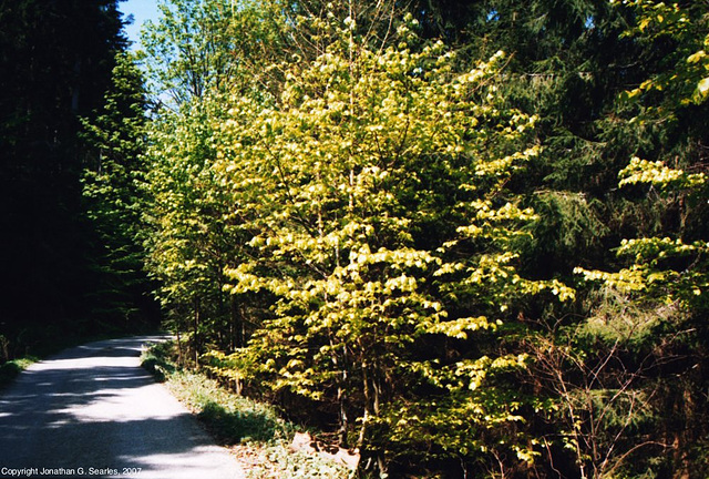 Sumava Hike, Picture 9, Sumavsky Narodni Pamatka, Budejovicky Kraj, Bohemia(CZ), 2007