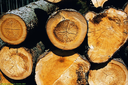 Logs In Sumavsky Narodni Pamatka, Picture 3, Budejovicky Kraj, Bohemia(CZ), 2007