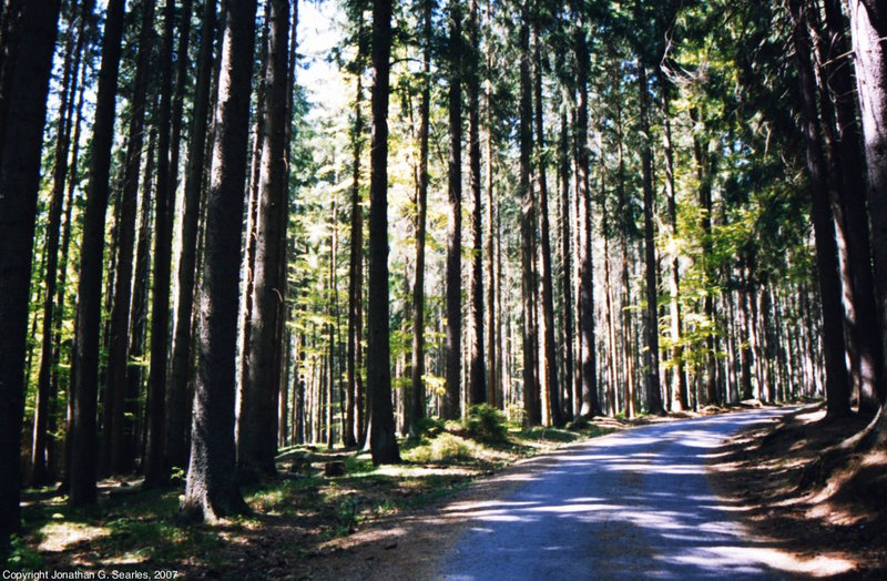 Path, Sumavsky Narodni Pamatka, Budejovicky Kraj, Bohemia(CZ), 2007