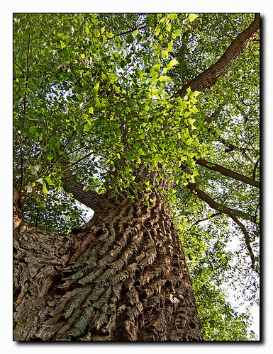 Old Tree
