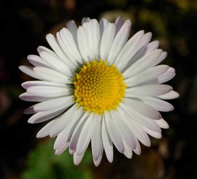 Une pâquerette du jardin...