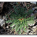 Erodium