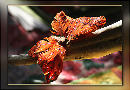*Butterfly*