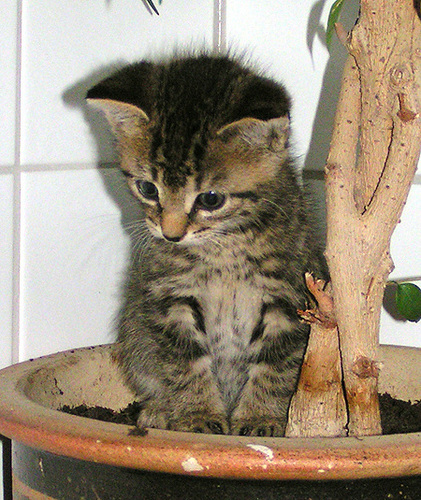 katz9
