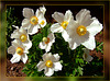Anemonen