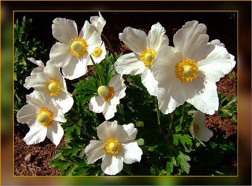Anemonen