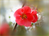 Blossom