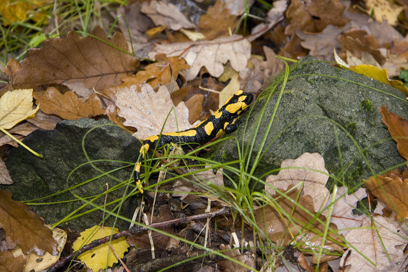 Feuersalamander