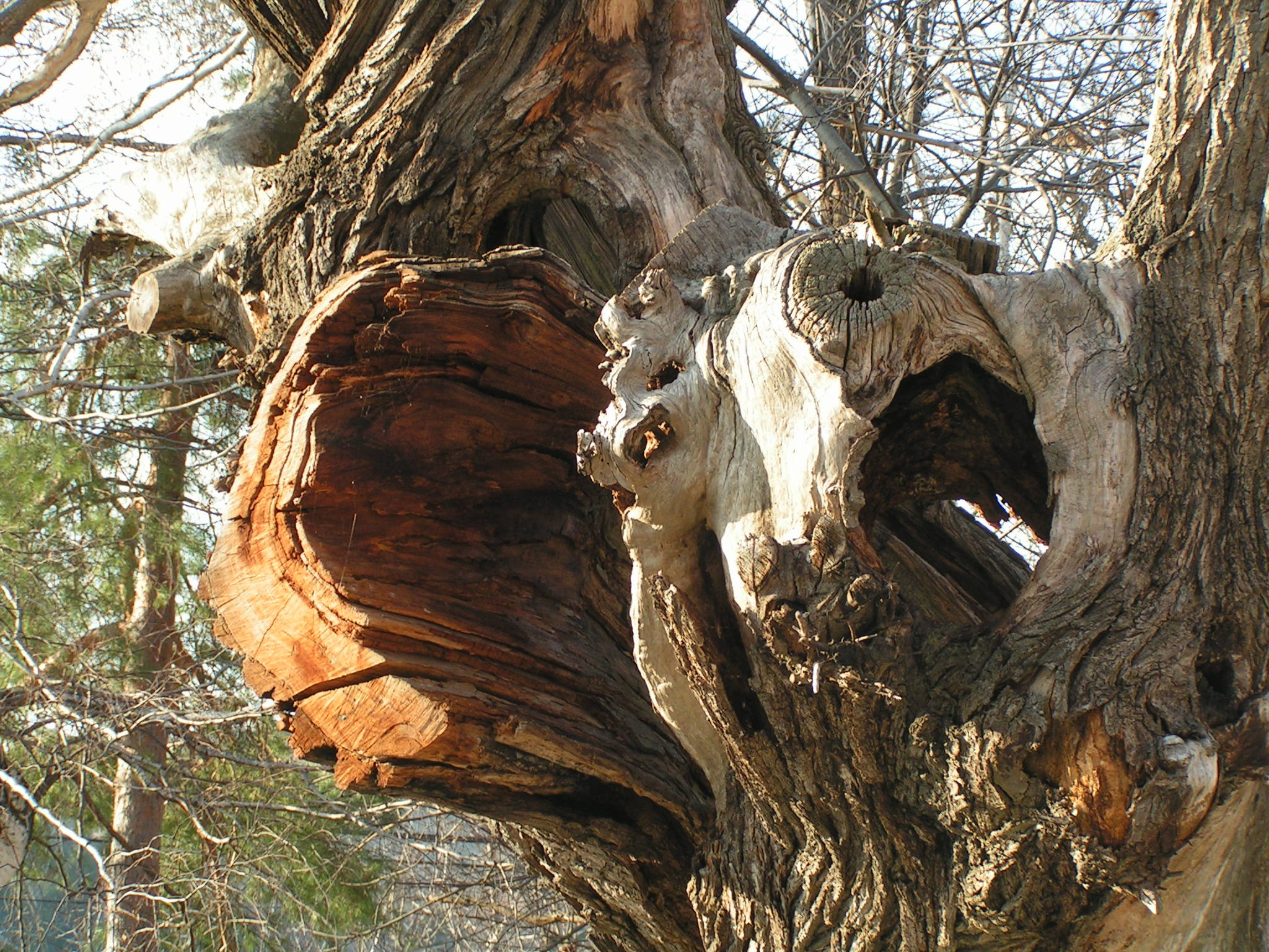 Baum