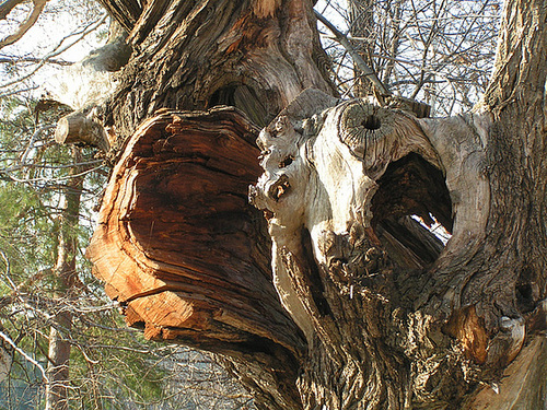 Baum