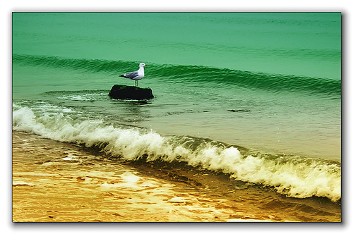 A sea gull ..