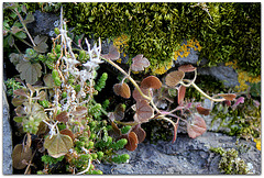 Petites plantes de mur